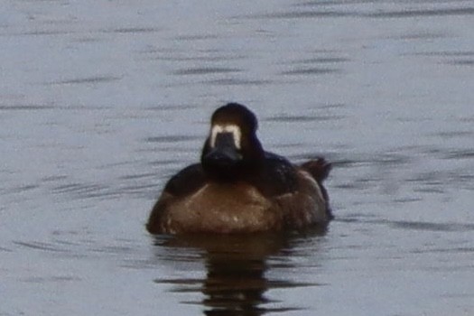 Reiherente - ML646554035