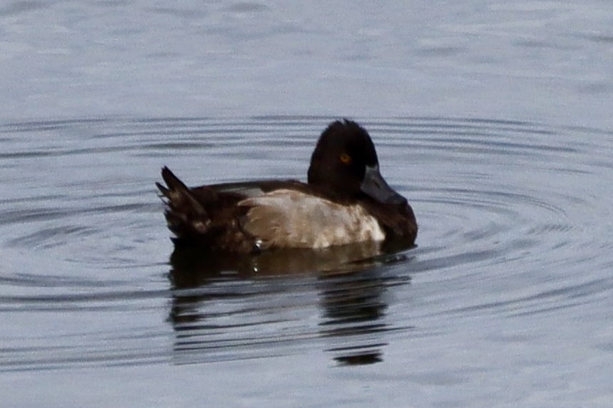 Reiherente - ML646554036