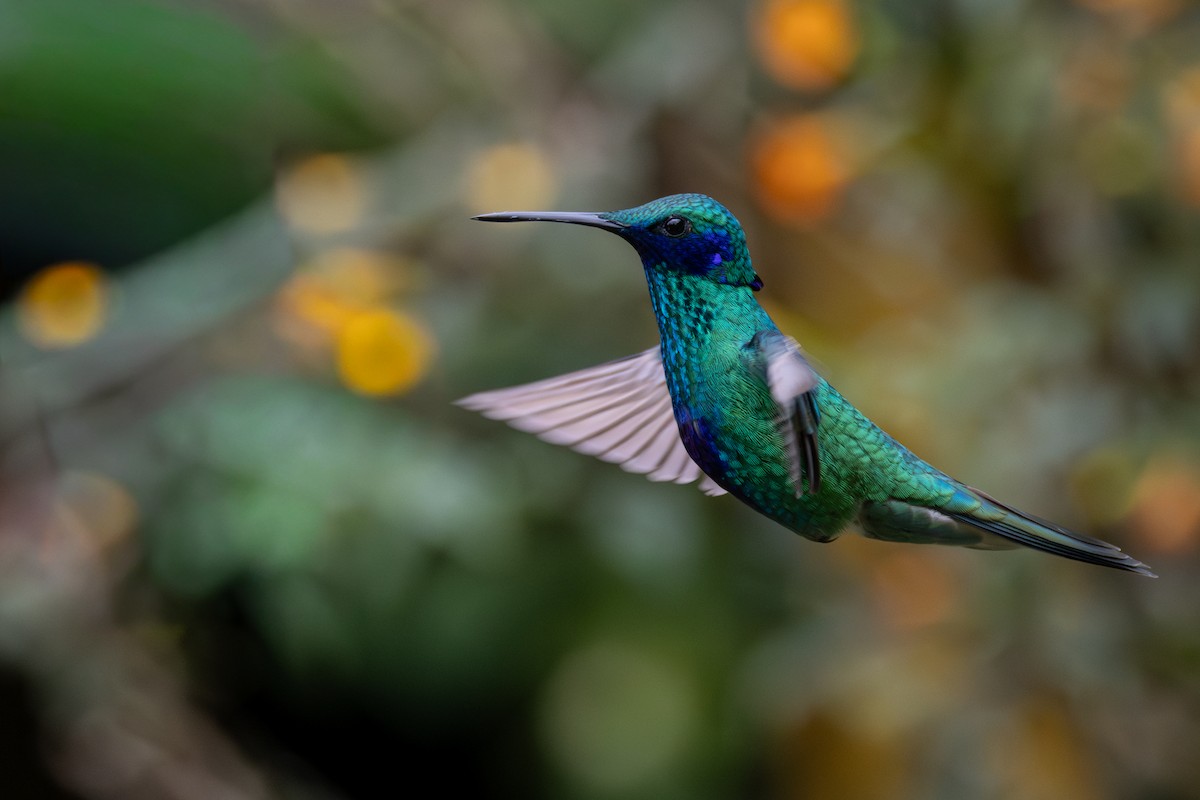 Колібрі синьочеревий - ML646554037