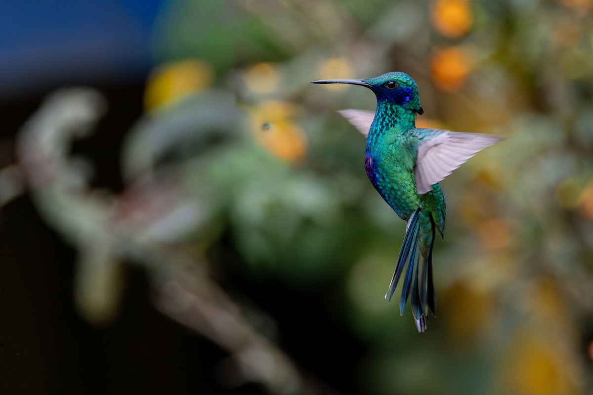 Колібрі синьочеревий - ML646554038