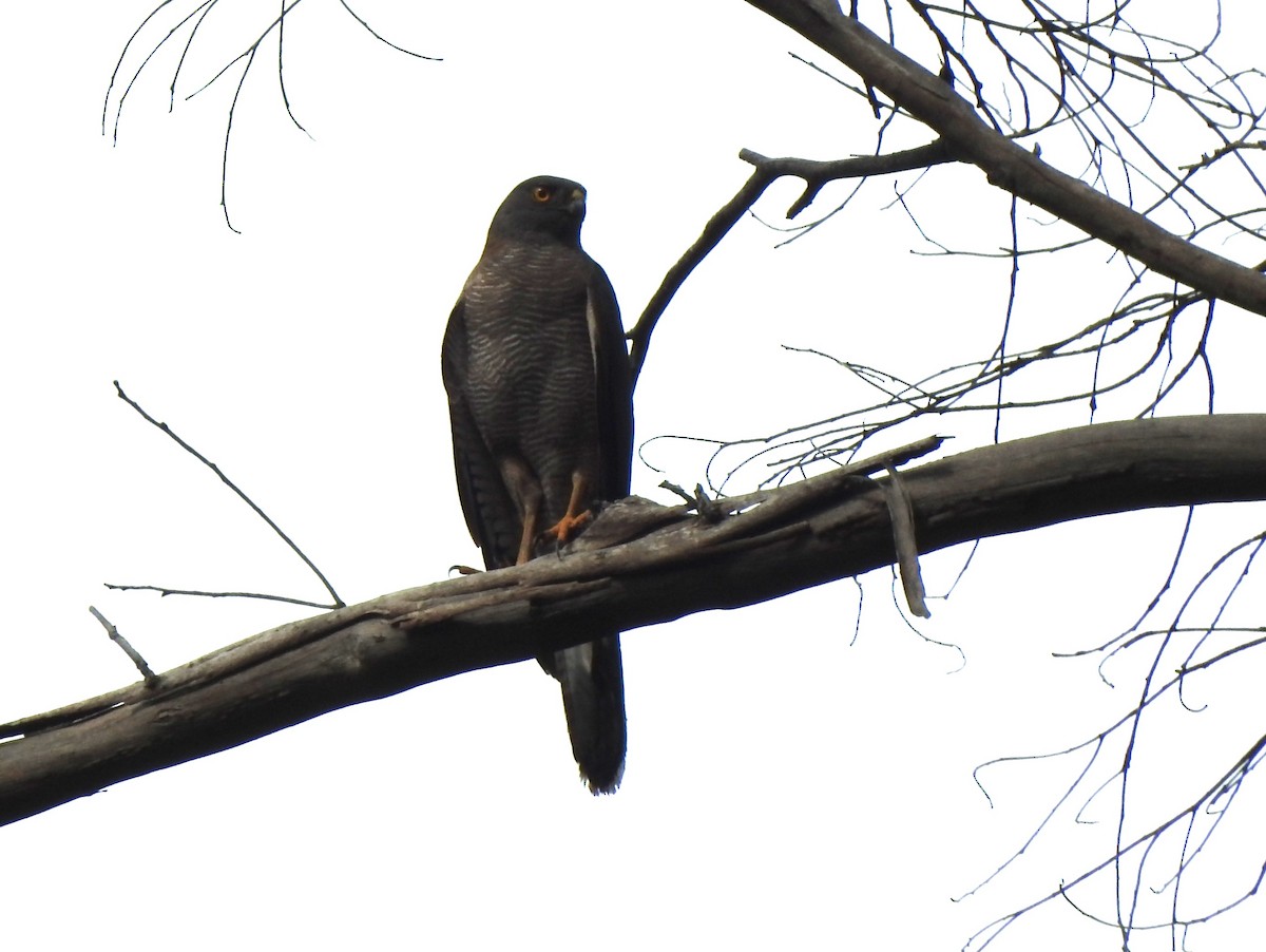 Bänderhabicht - ML646554039