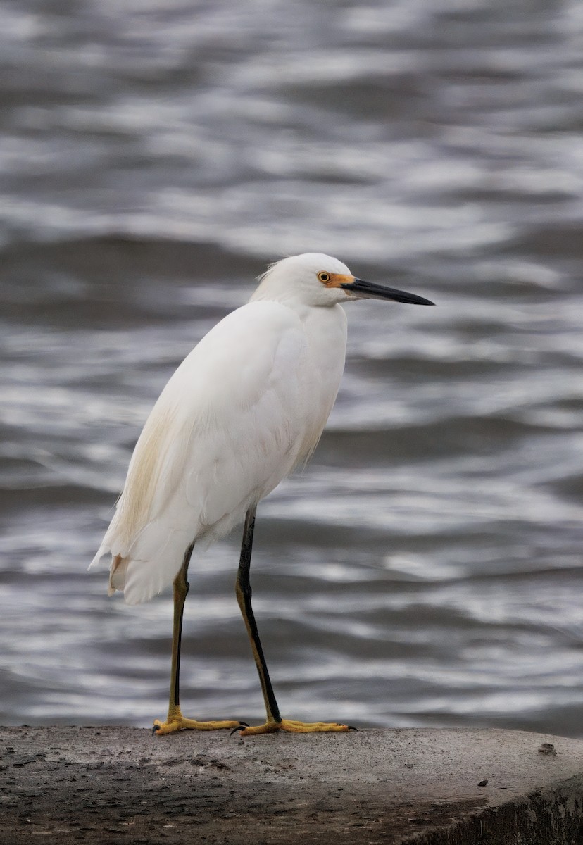 Schmuckreiher - ML646554041