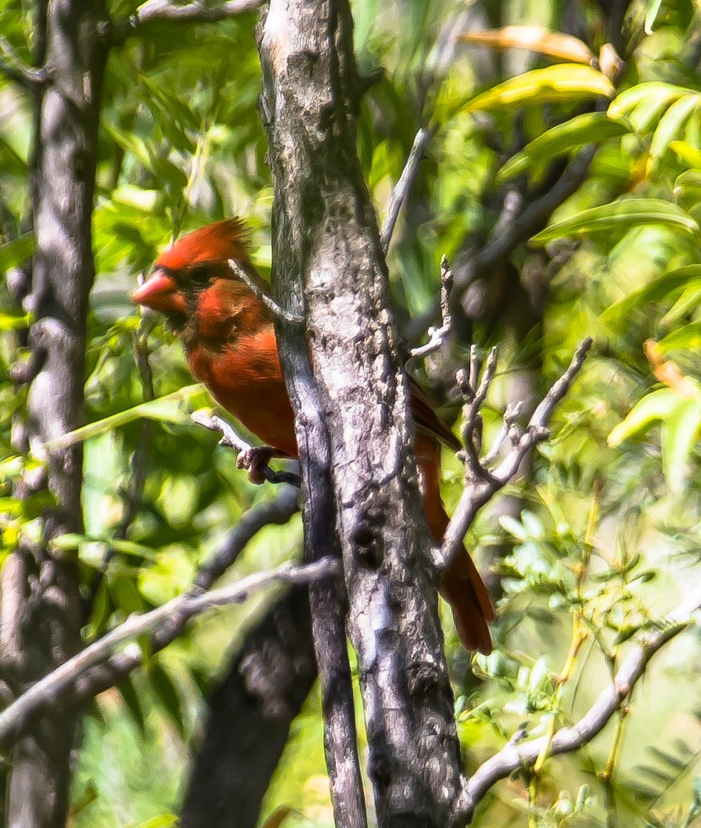 Rotkardinal - ML646554042