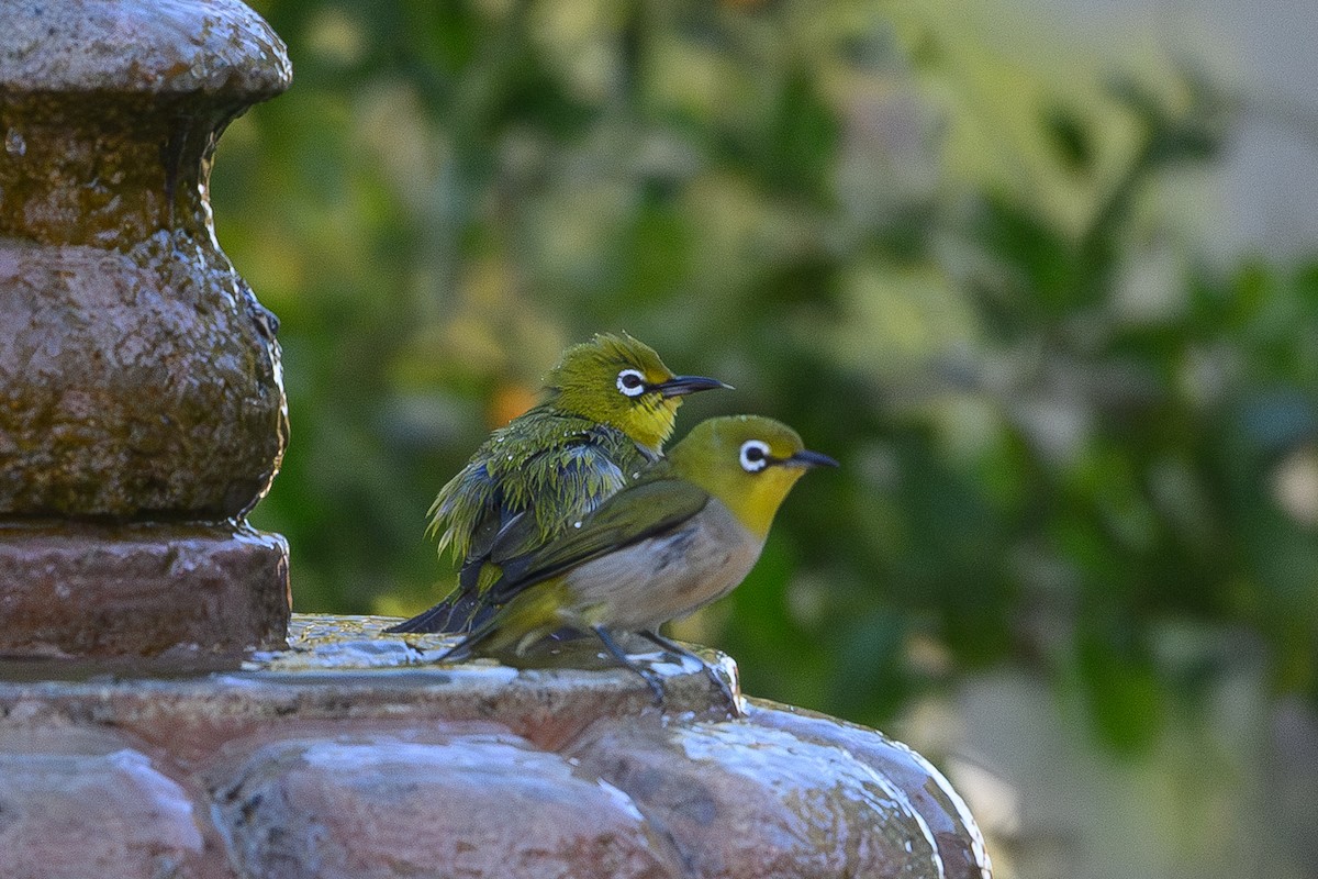 Swinhoe's White-eye - ML646554043