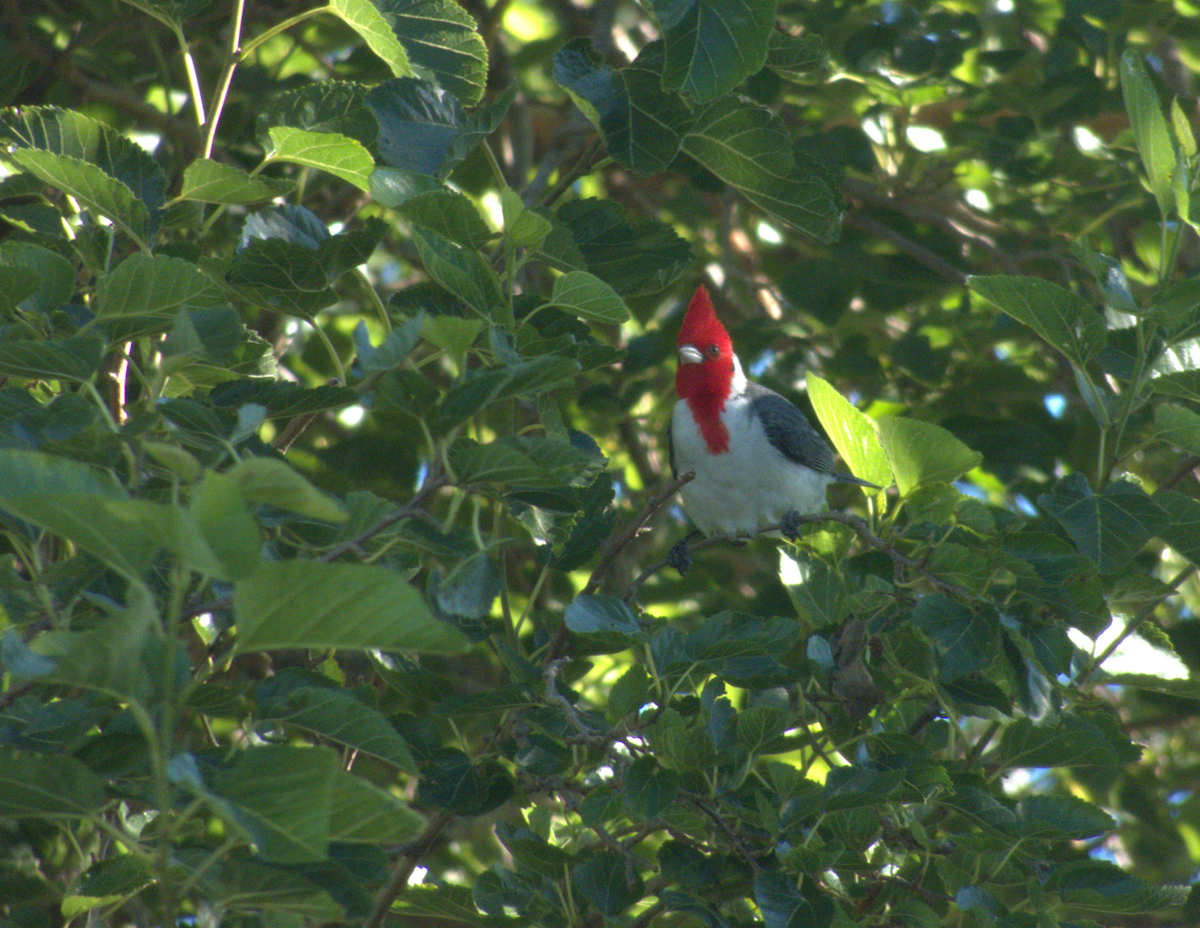 Red-crested Cardinal - ML646554044