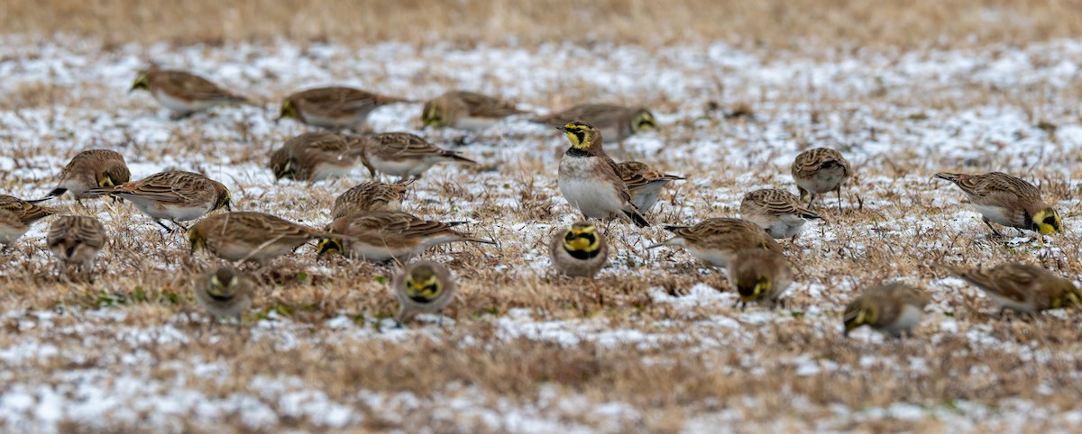 Horned Lark - ML646554046