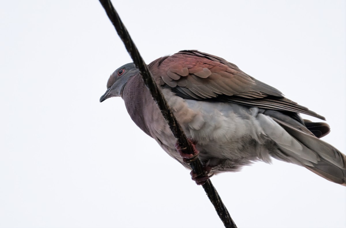 Pale-vented Pigeon - ML646554047