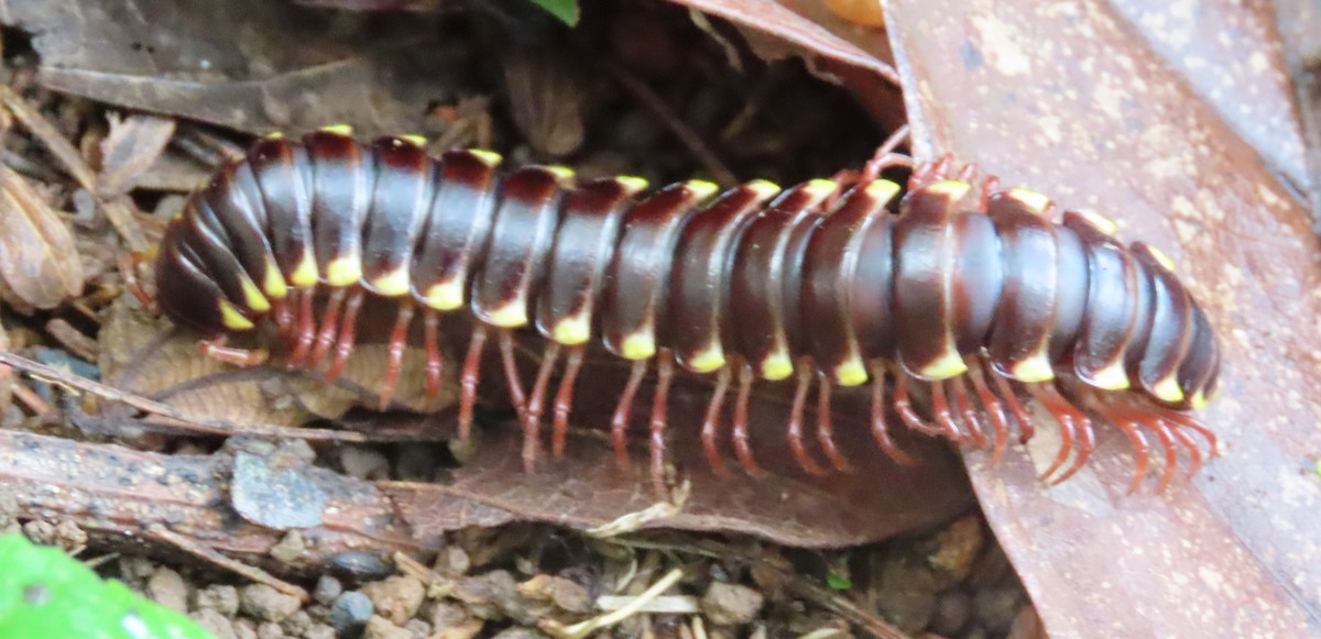 Animals - ML646554063