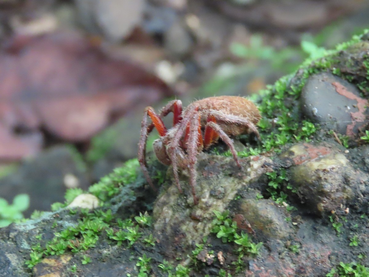 Animals - ML646554065