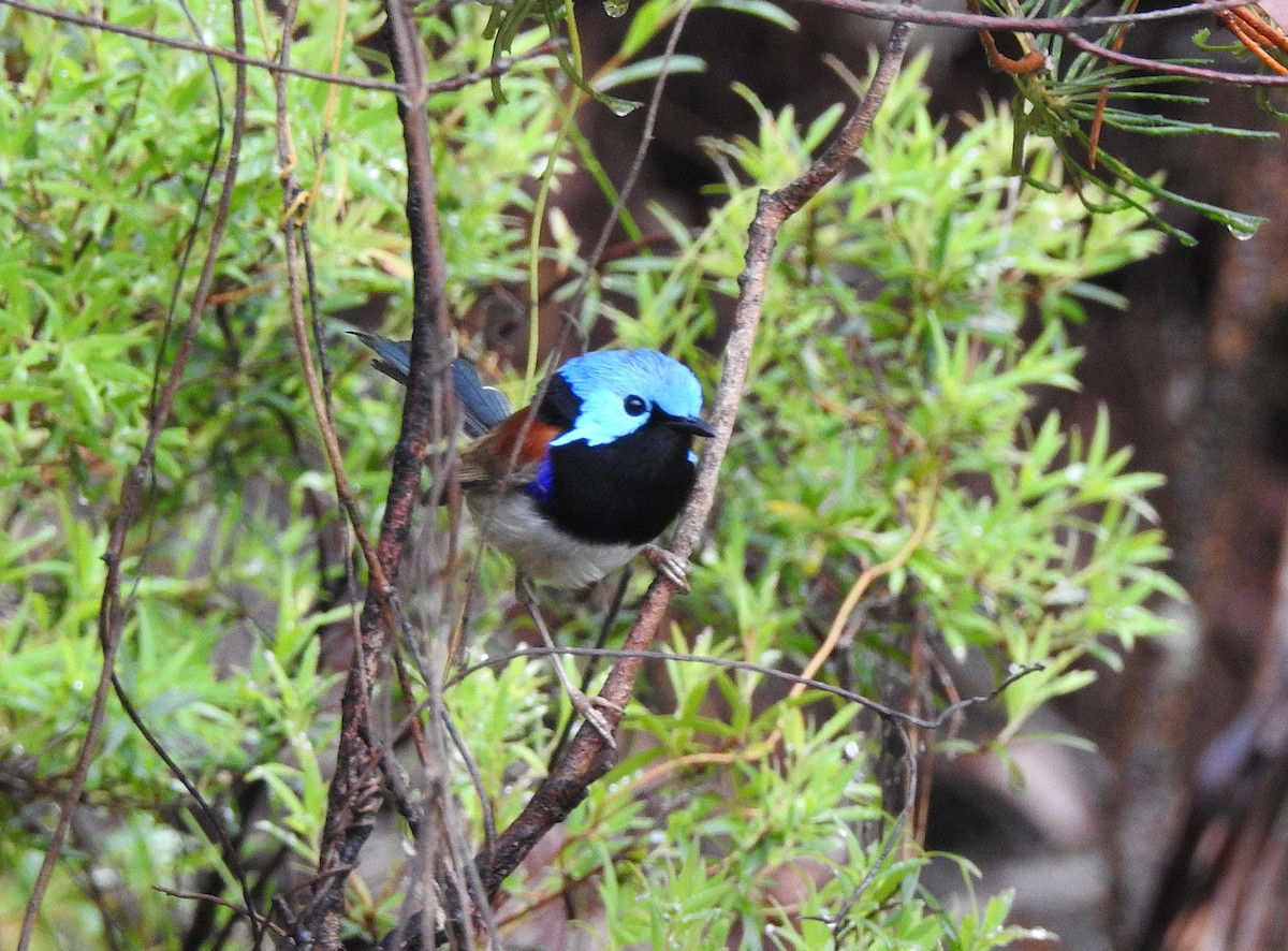 Mérion de Lambert - ML646554066