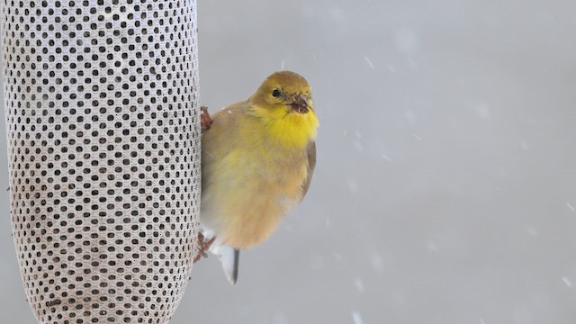 American Goldfinch - ML646554070