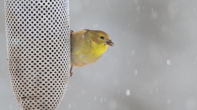 American Goldfinch - ML646554078