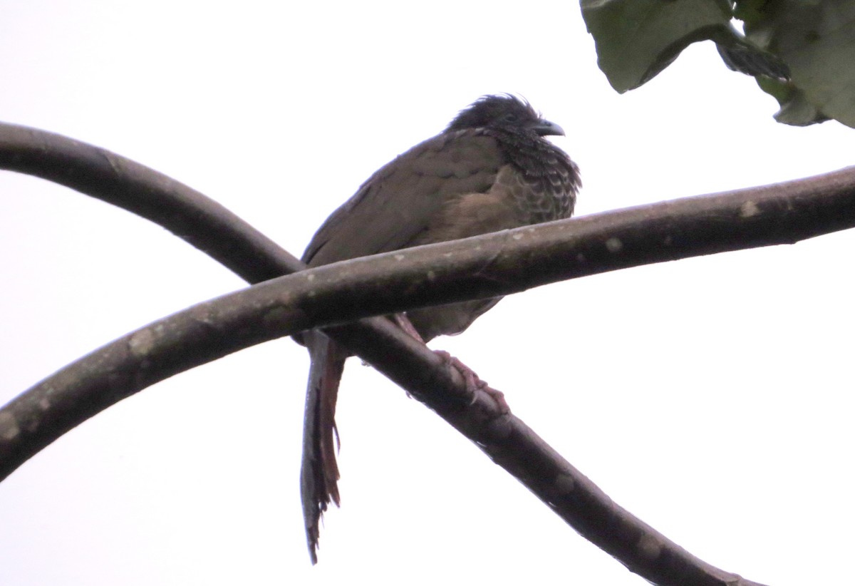 colombiahokko - ML646554079