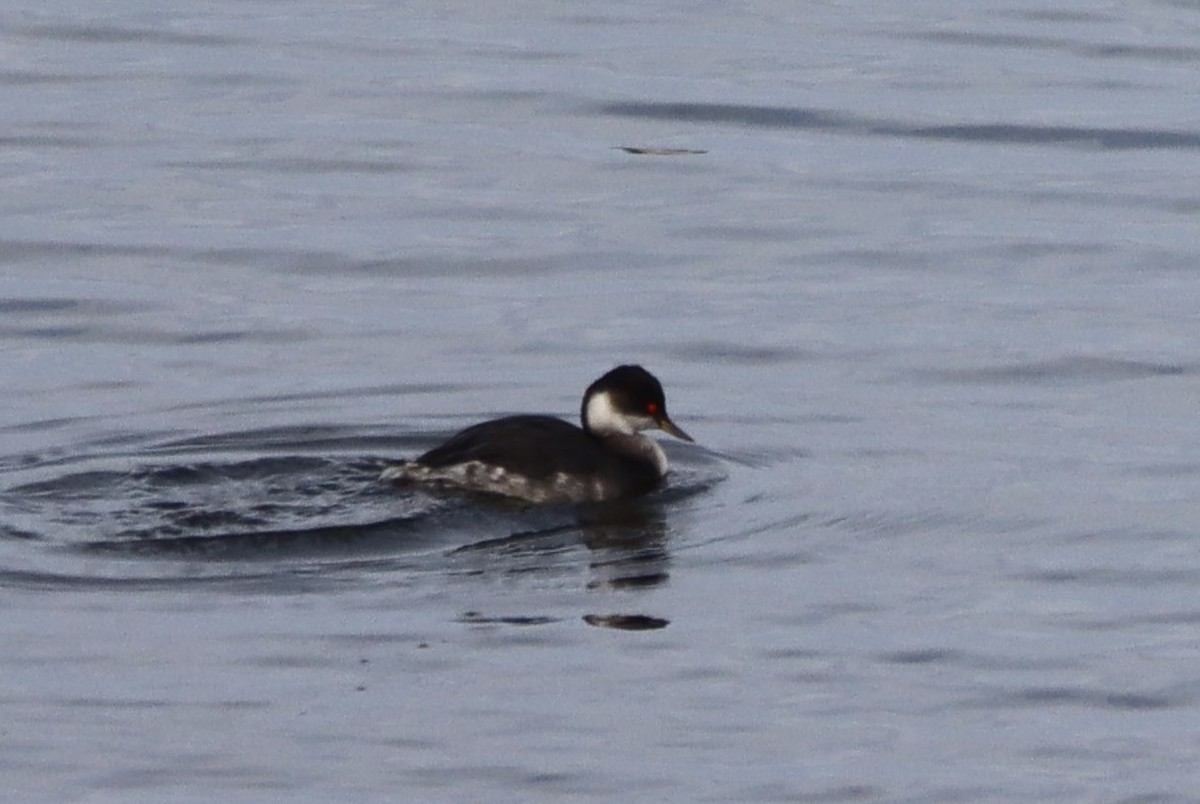 Eared Grebe - ML646554082