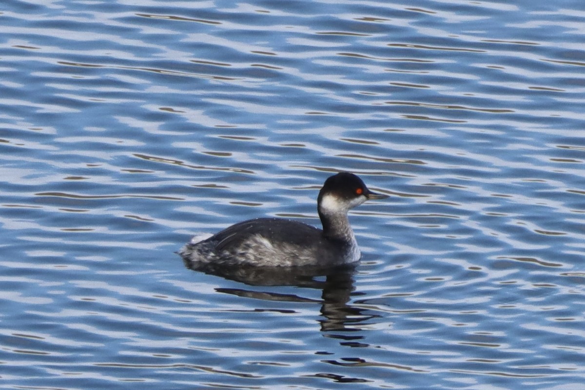 Eared Grebe - ML646554083