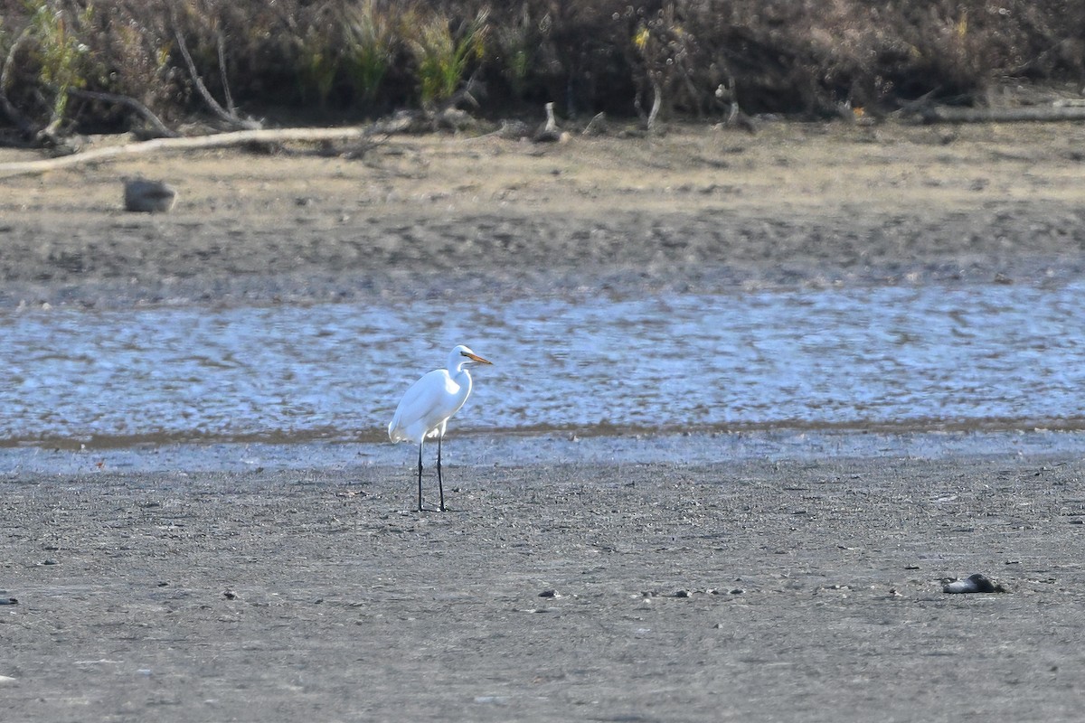 לבנית גדולה - ML646554084