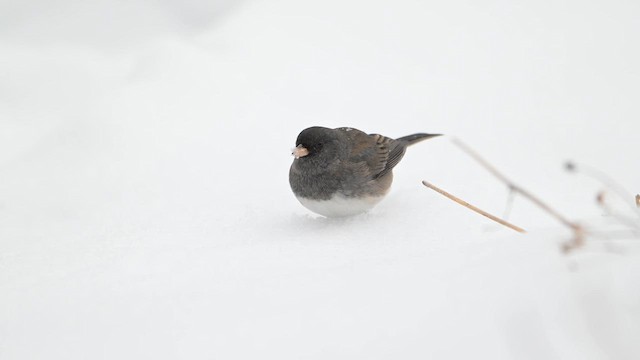 Dark-eyed Junco - ML646554085