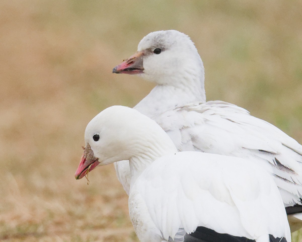Ross's Goose - ML646554087