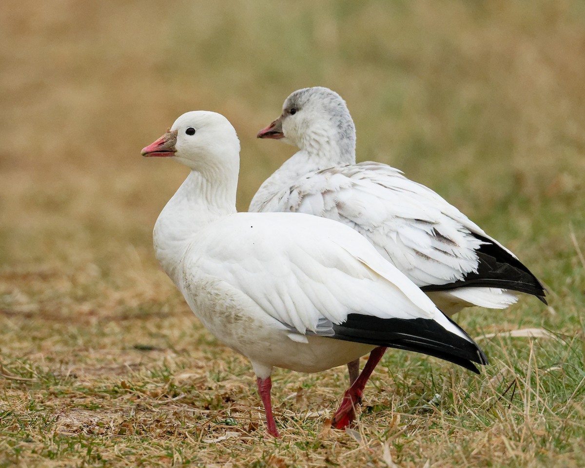 Ross's Goose - ML646554088