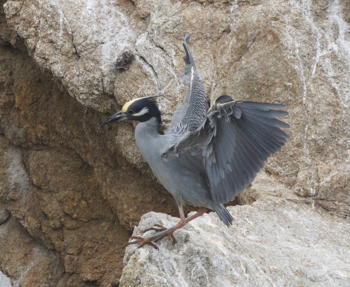 Yellow-crowned Night Heron - ML646554089