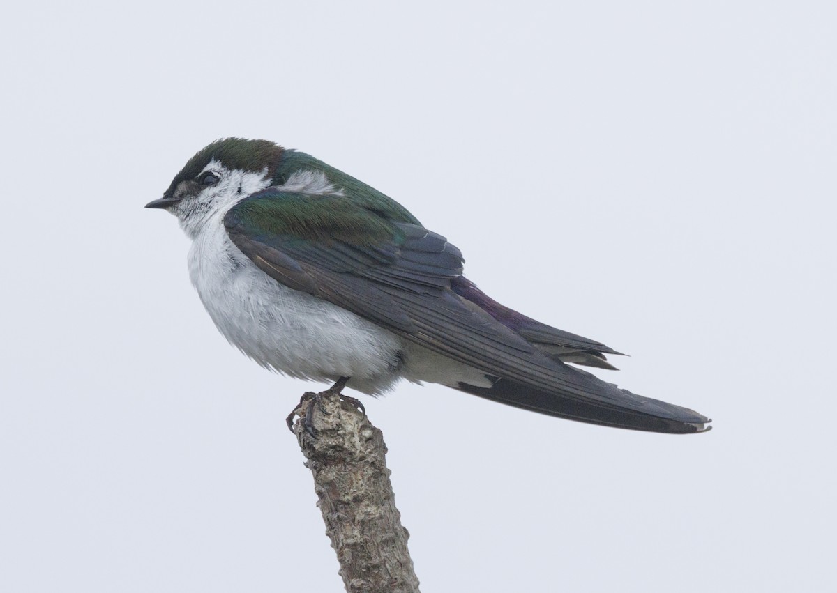 Violet-green Swallow - ML646554093