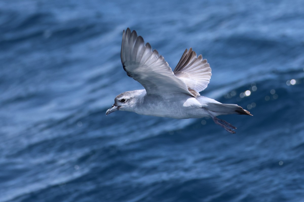 Prioi mokolaburra - ML646554095