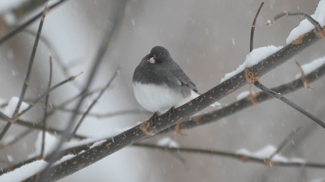 Dark-eyed Junco - ML646554096