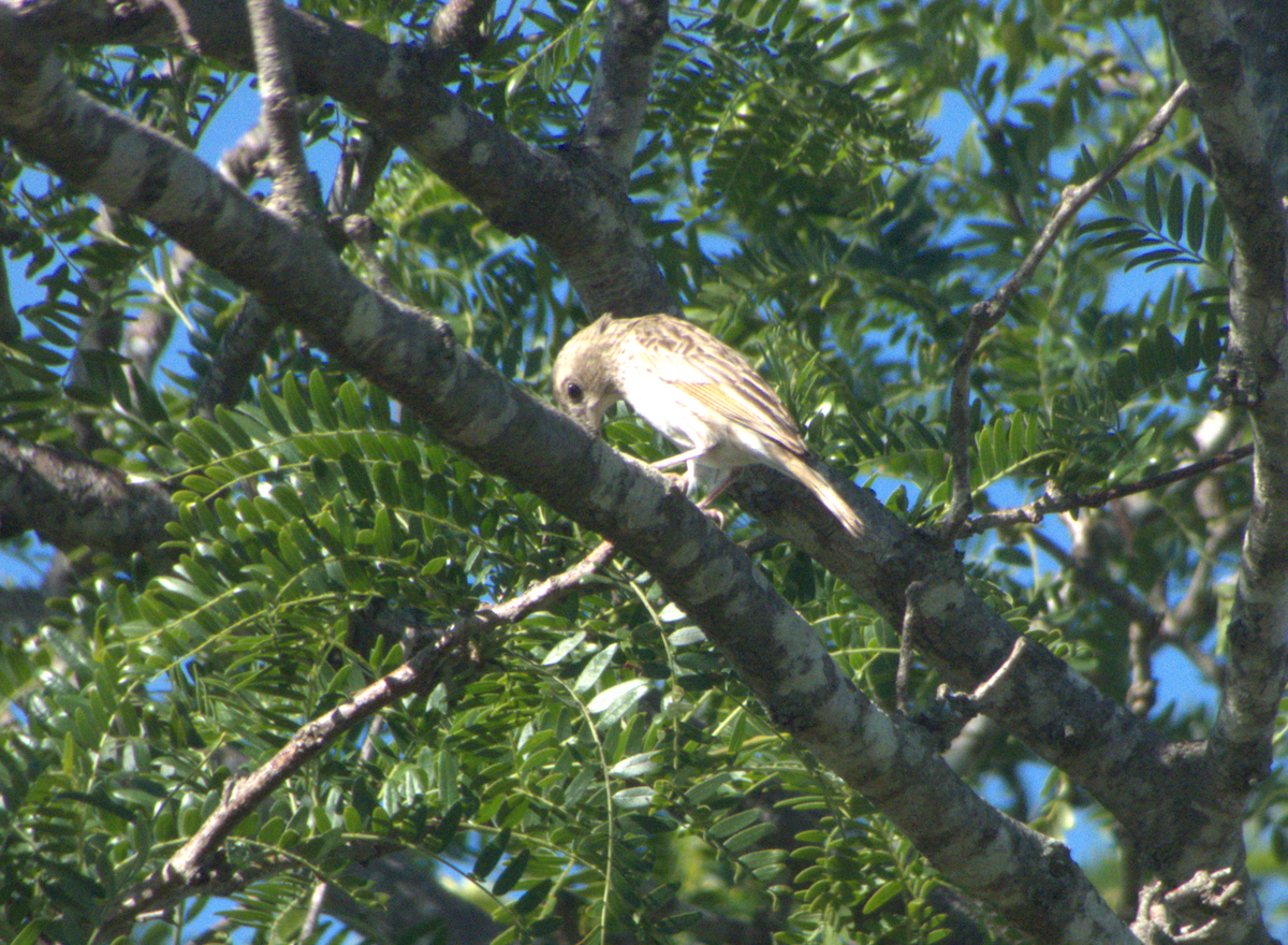 Saffron Finch - ML646554098