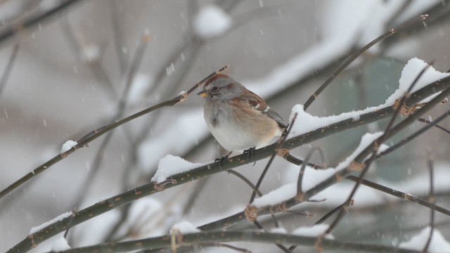 American Tree Sparrow - ML646554099