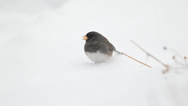 Dark-eyed Junco - ML646554104