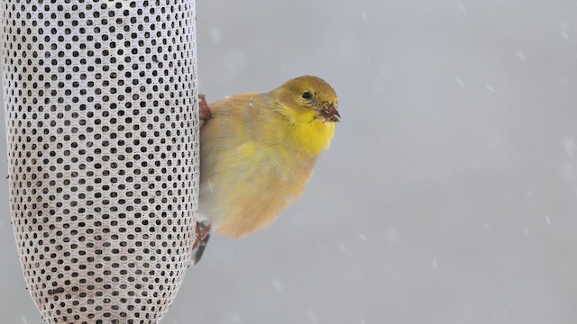 American Goldfinch - ML646554106