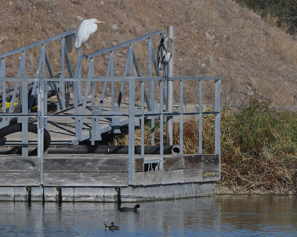Great Blue Heron - ML646554107
