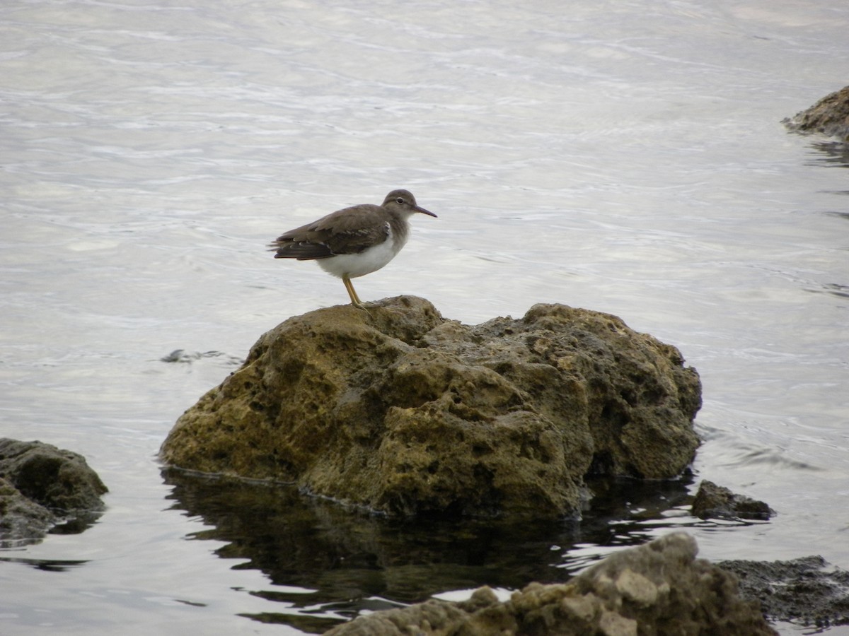 Spotted Sandpiper - ML646554108