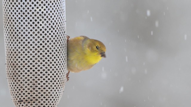 American Goldfinch - ML646554112