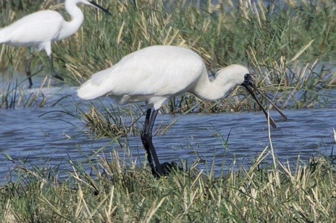 黑面琵鷺 - ML646554113