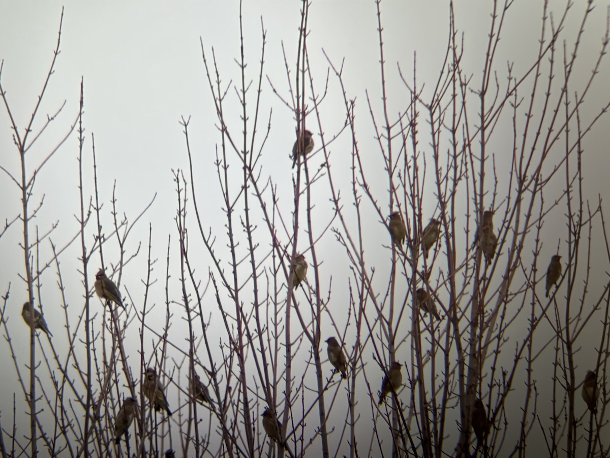 Cedar Waxwing - ML646554114