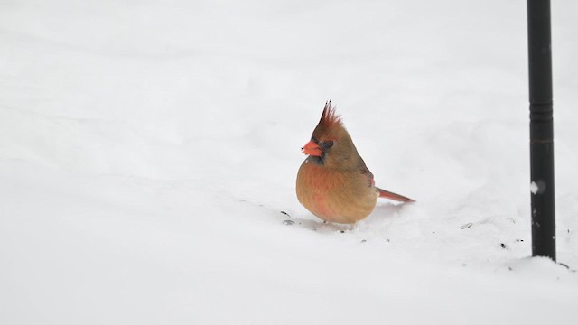 Northern Cardinal - ML646554115