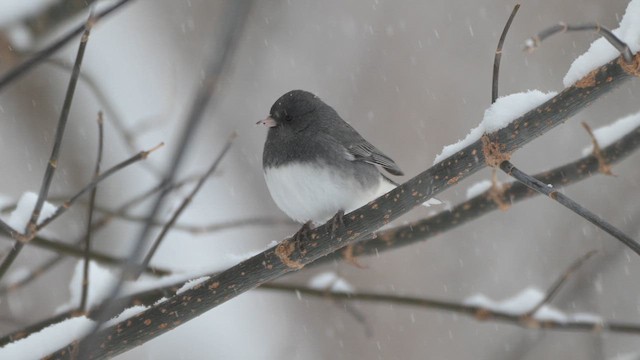 Dark-eyed Junco - ML646554116