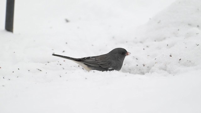 Dark-eyed Junco - ML646554117