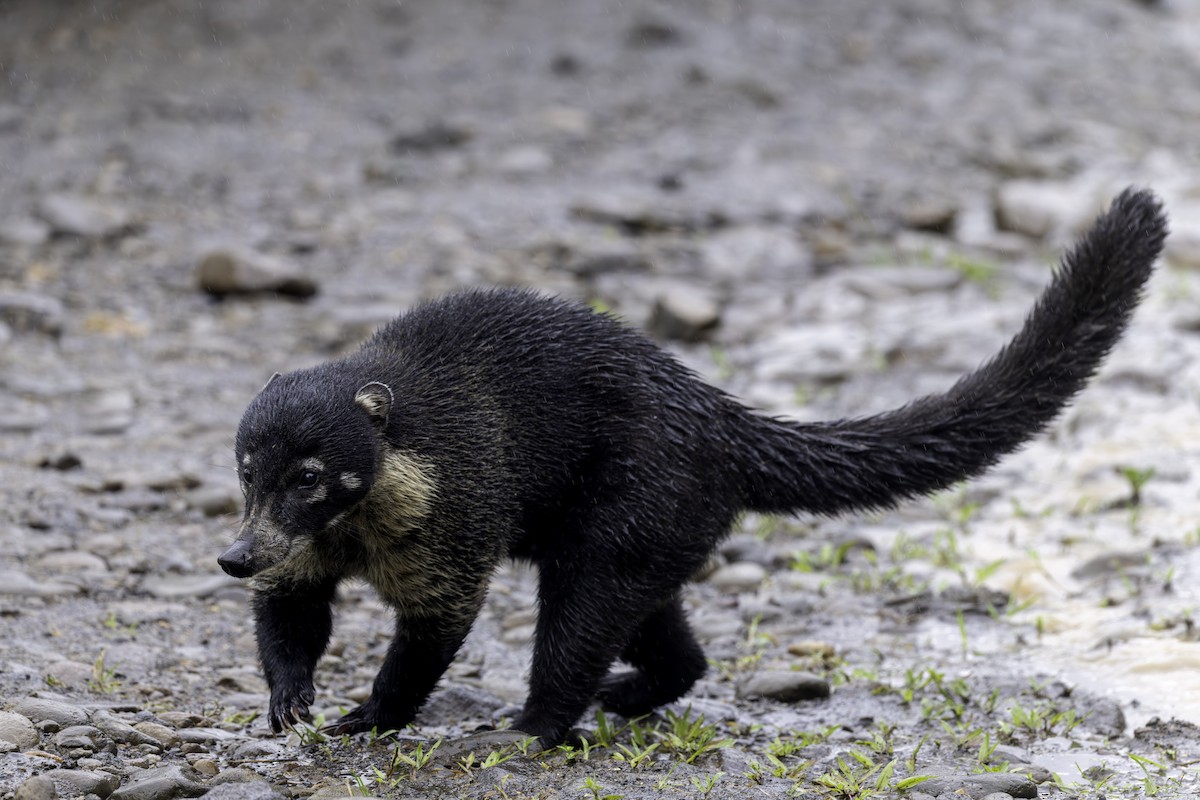 Central American Coati - ML646554118
