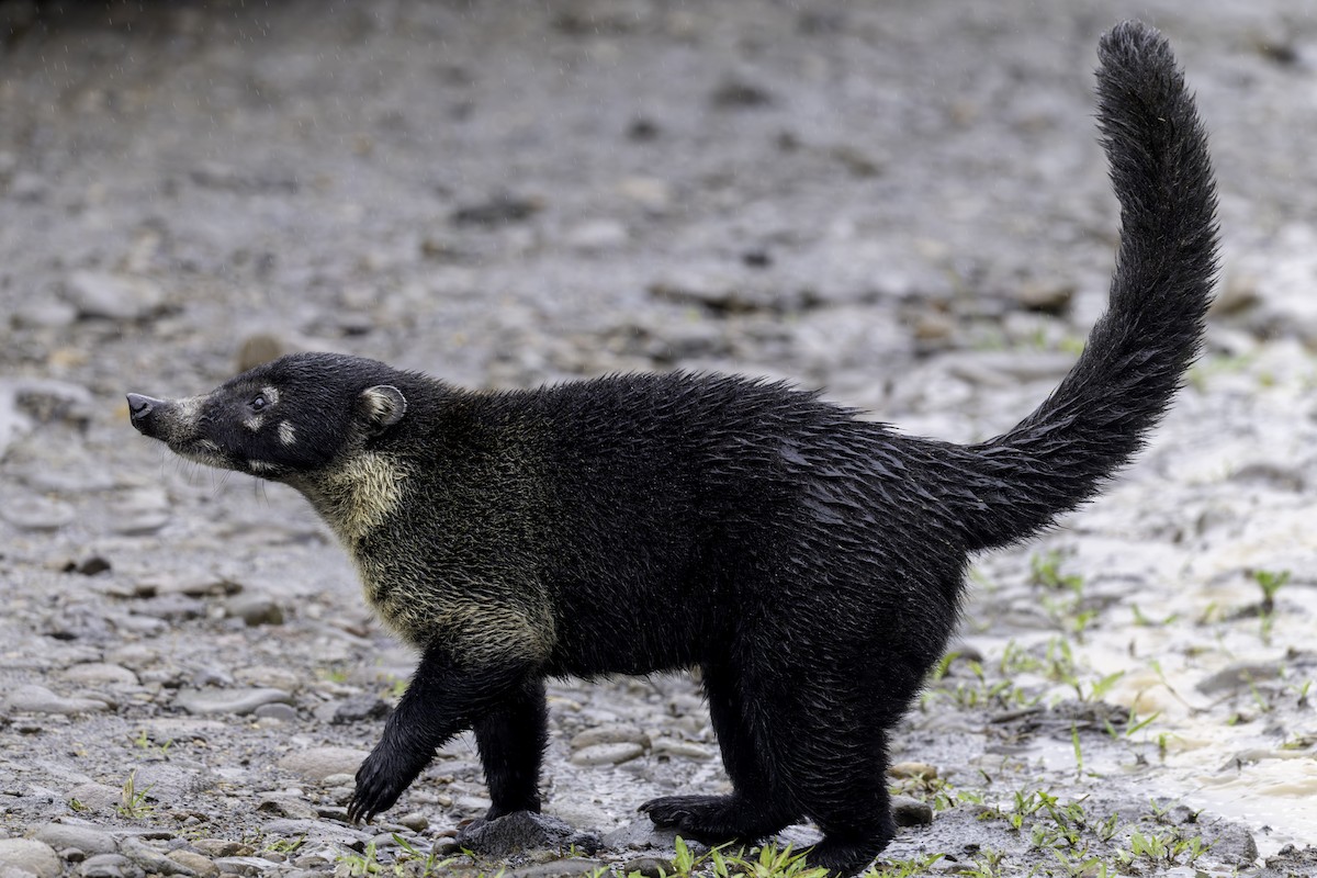 Central American Coati - ML646554119