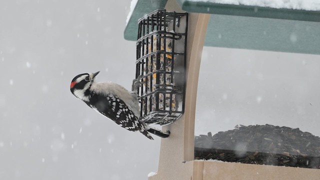 Downy Woodpecker - ML646554120