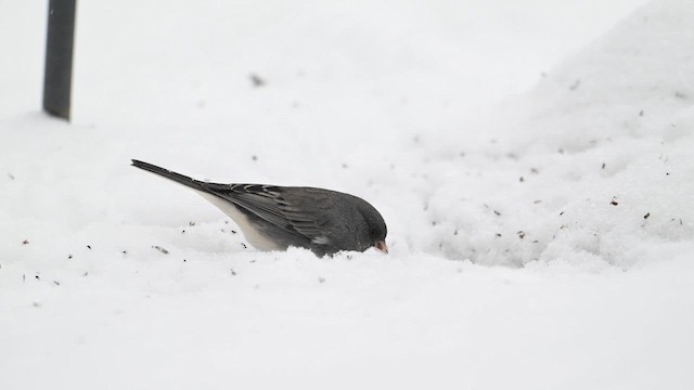 Dark-eyed Junco - ML646554121