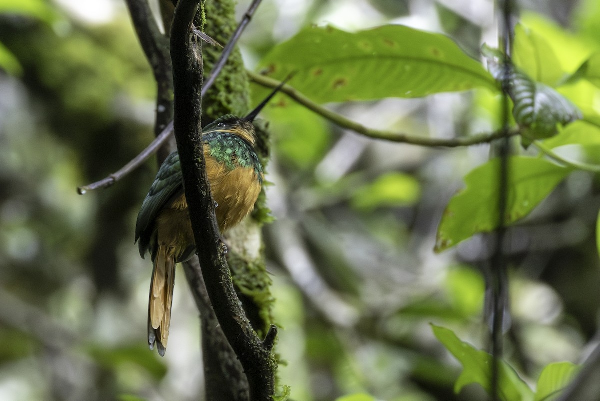 Rufous-tailed Jacamar - ML646554124