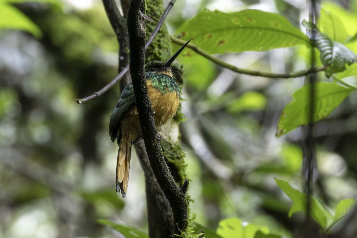 Rufous-tailed Jacamar - ML646554125