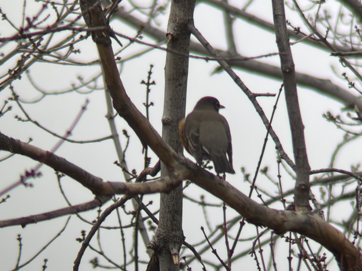 American Robin - ML646554126