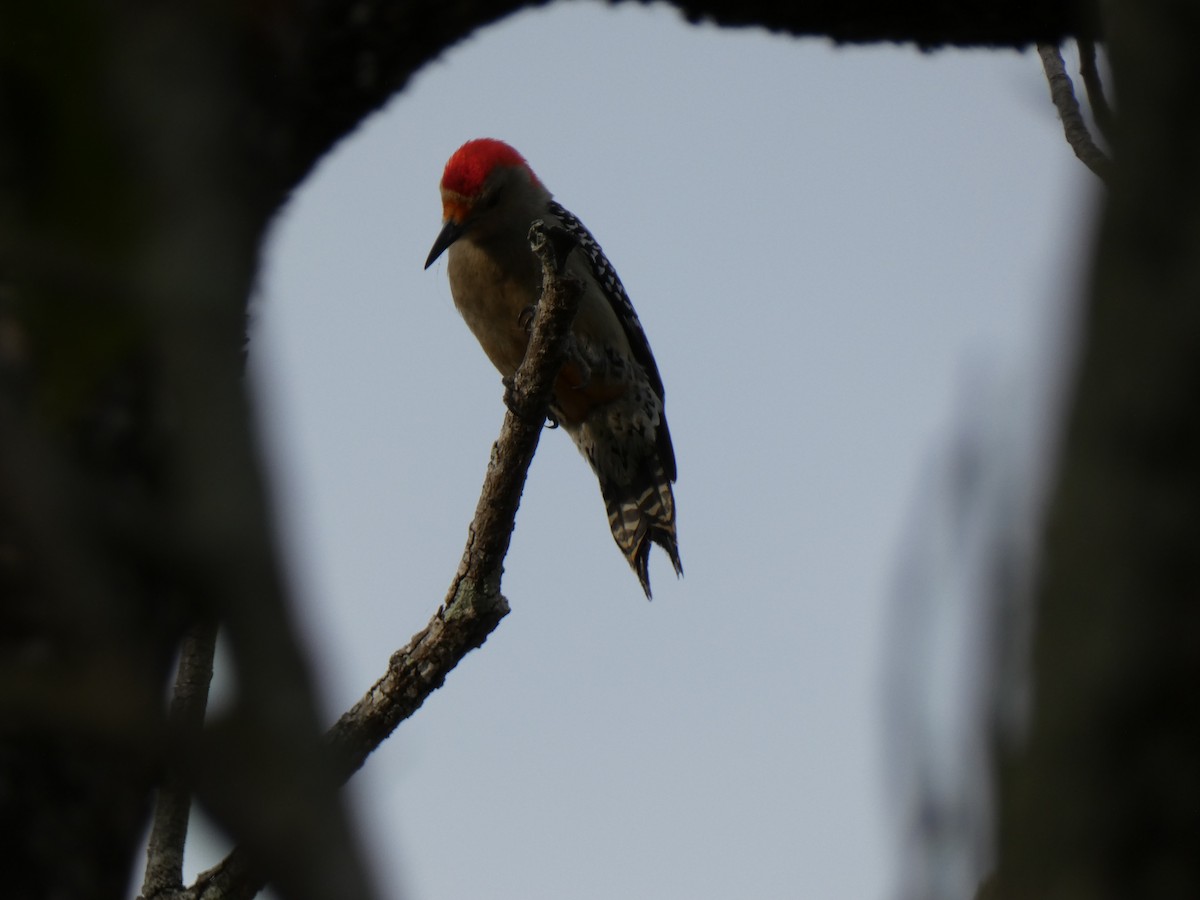 Carolinaspecht - ML646554129