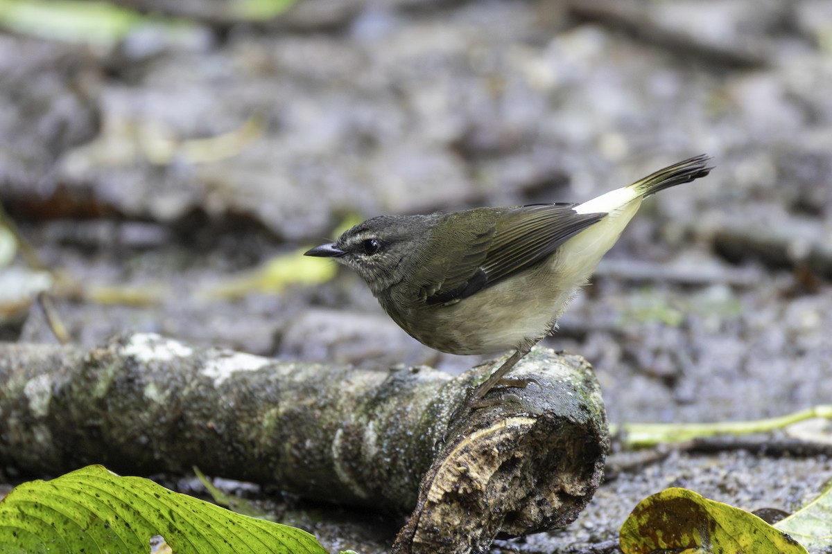 Buff-rumped Warbler - ML646554130
