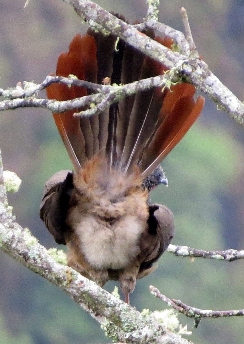 colombiahokko - ML646554133