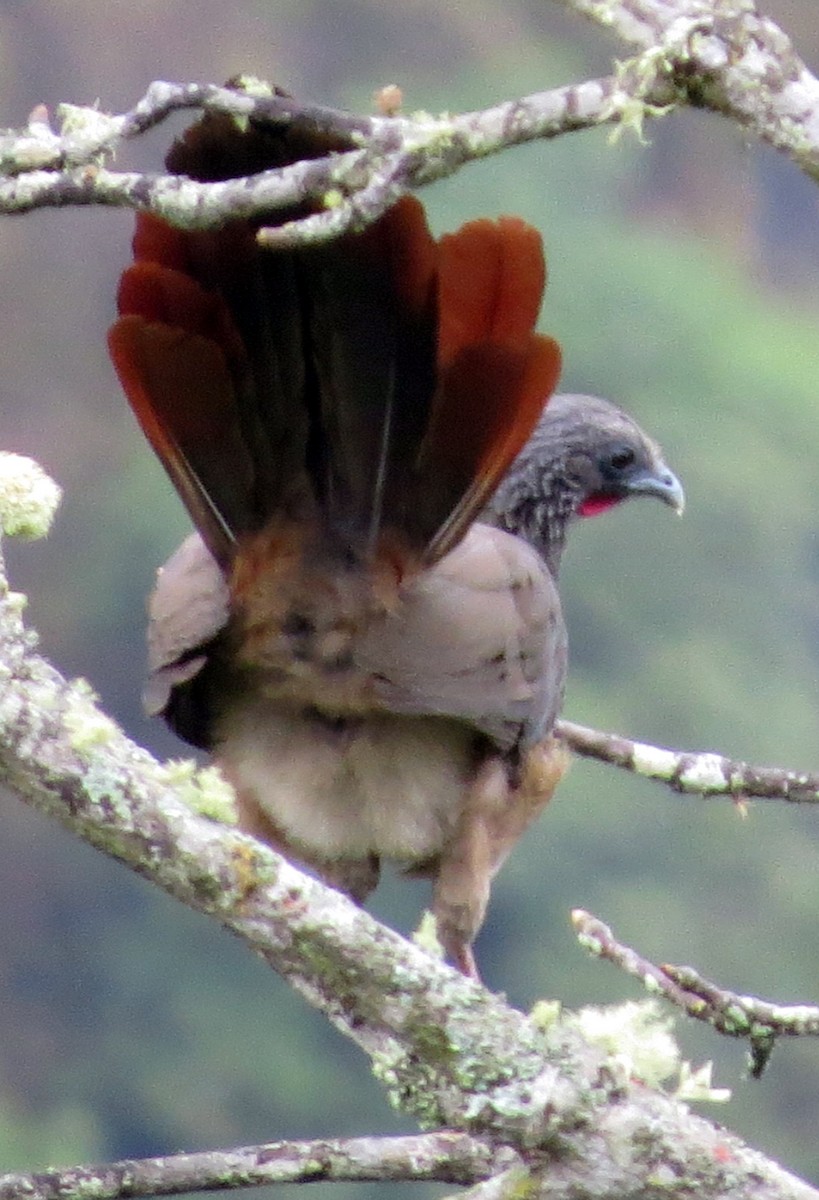 colombiahokko - ML646554134